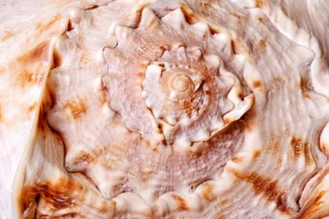 Seashel texture macro Stock Photos