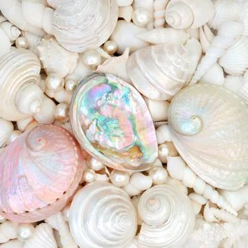 Seashell Abstract Background Composition Stock Photos