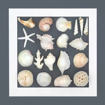 Seashell Abstract Background Frame Design Foto stock