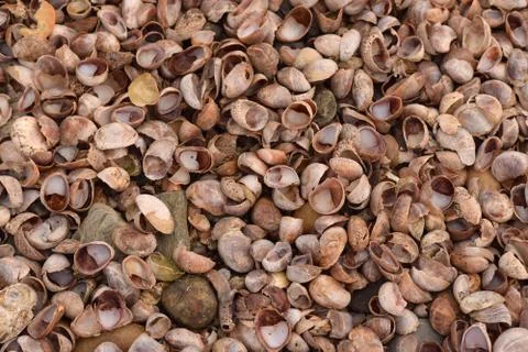 Seashell Abstract Seashell Texture Stock Photos