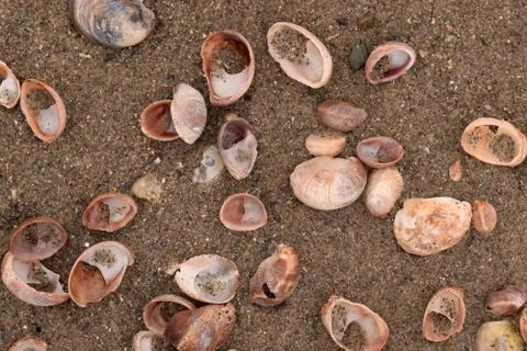 Seashell Abstract Seashell Texture Stock Photos