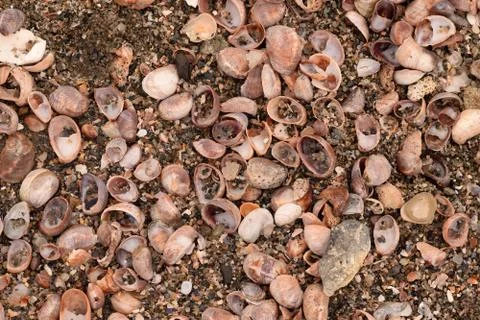 Seashell Abstract Seashell Texture Stock Photos