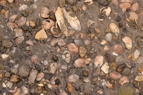 Seashell Abstract Seashell Texture Stock Photos