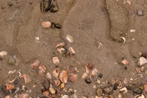 Seashell Abstract Seashell Texture Stock Photos