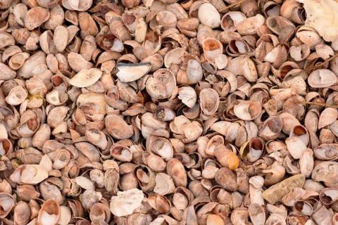 Seashell Abstract Seashell Texture Stock Photos