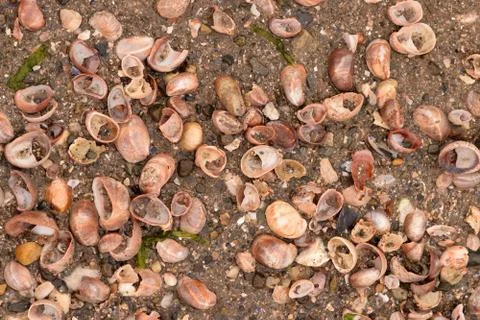 Seashell Abstract Seashell Texture Stock Photos