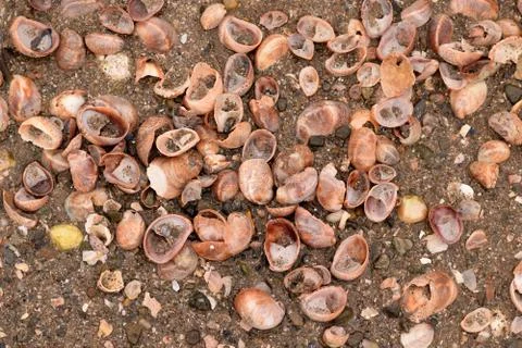 Seashell Abstract Seashell Texture Stock Photos