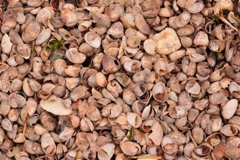 Seashell Abstract Seashell Texture Stock Photos