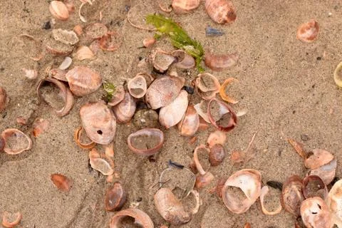 Seashell Abstract Seashell Texture Stock Photos