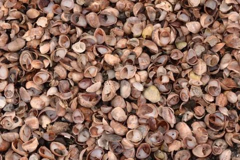 Seashell Abstract Seashell Texture Stock Photos