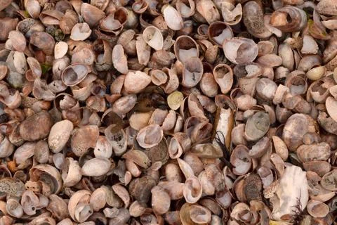 Seashell Abstract Seashell Texture Foto stock