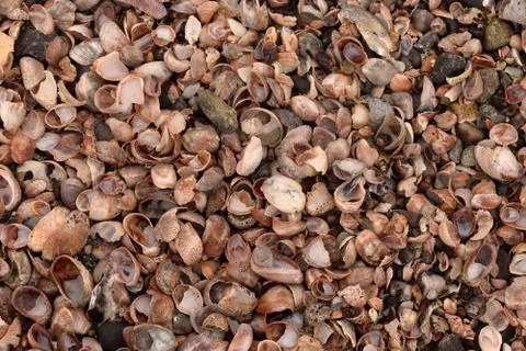 Seashell Abstract Seashell Texture Stock Photos