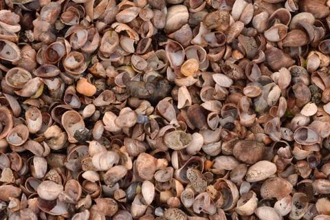 Seashell Abstract Seashell Texture Foto stock