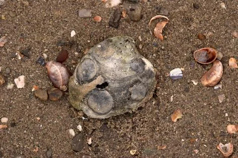 Seashell Abstract Seashell Texture Stock Photos