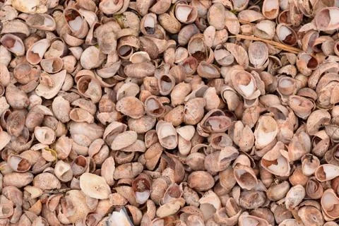 Seashell Abstract Seashell Texture Stock Photos