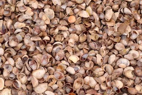 Seashell Abstract Seashell Texture Stock Photos