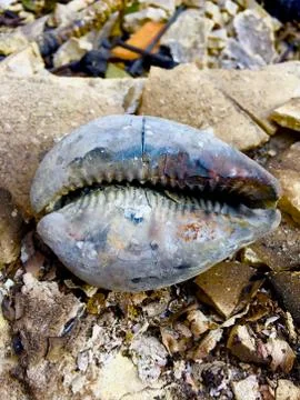 Seashell After the Fire 27 Stock Photos