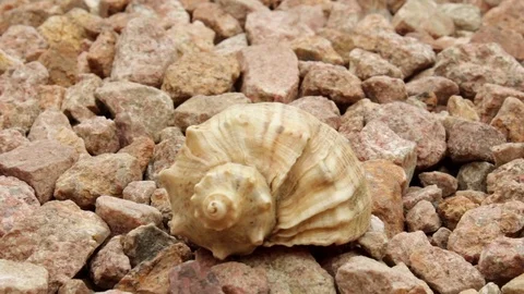 Seashell against the stones background Stock Footage 77938297