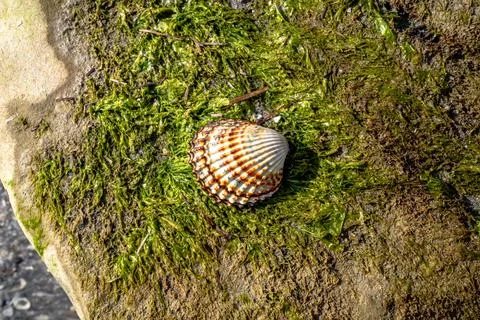 Seashell on Algae Covered Coastal Rock Stock Photos