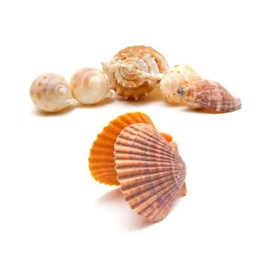 Seashell and conch isolated on white background Foto stock