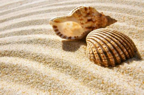 Seashell and conch Stock Photos
