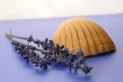 Seashell And Lavender Foto stock