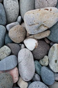 Seashell and pebbles on a beach, close up. Nature background. Stock Photos