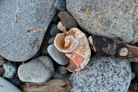 Seashell and pebbles on a beach, close up. Nature background. Stock Photos