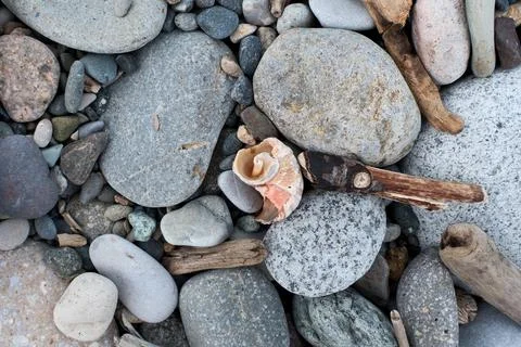 Seashell and pebbles on a beach, close up. Nature background. Stock Photos