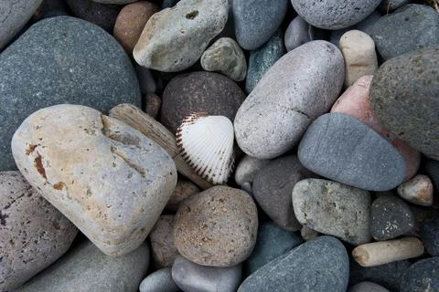 Seashell and pebbles on a beach, close up. Nature background. 스톡 사진