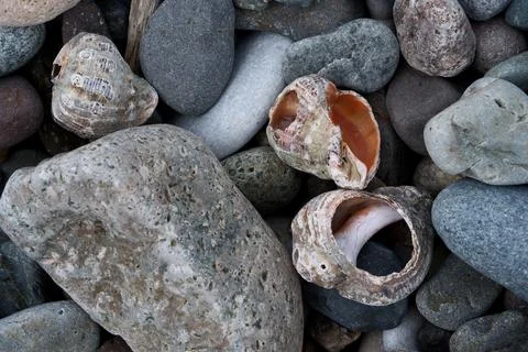 Seashell and pebbles on a beach, close up. Nature background. Stock Photos