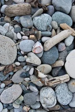 Seashell and pebbles on a beach, close up. Nature background. Stock Photos