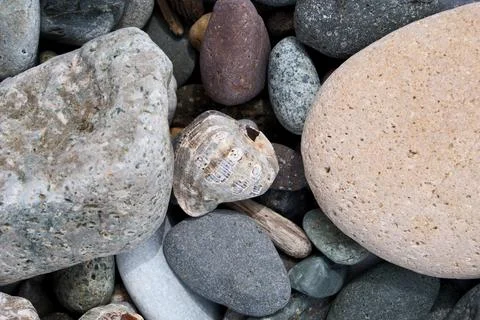 Seashell and pebbles on a beach, close up. Nature background. Stock Photos