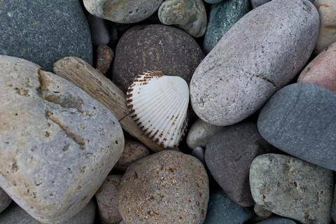 Seashell and pebbles on a beach, close up. Nature background. Stock Photos