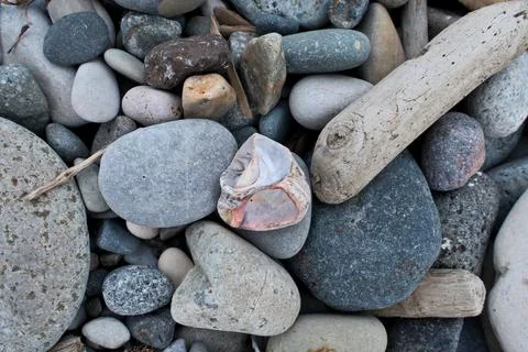Seashell and pebbles on a beach, close up. Nature background. Stock Photos