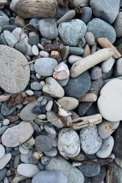Seashell and pebbles on a beach, close up. Nature background. Foto stock
