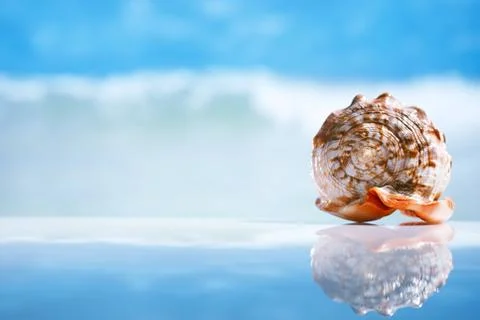 Seashell  and reflection with ocean, wave and seascape Stock Photos