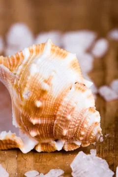 Seashell and salt Stock Photos