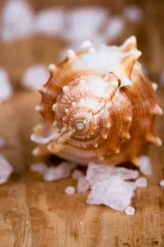 Seashell and salt Foto stock