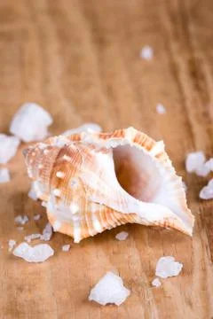Seashell and salt Stock Photos