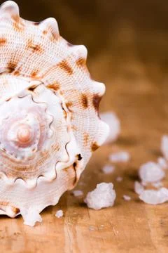 Seashell and salt Stock Photos