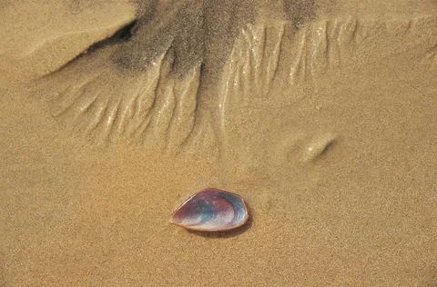 Seashell and sand pattern, Varkala, Kerala, India Copyright: xAshaxAdatia/... 写真素材