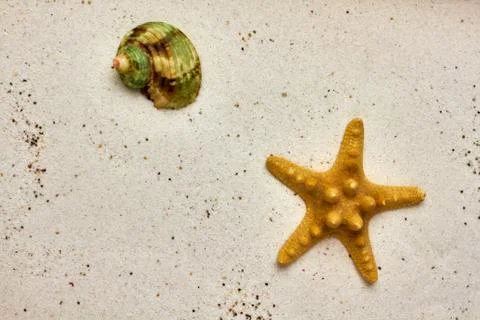Seashell and starfish at the beach Stock Photos