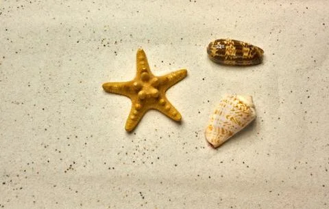 Seashell and starfish at the beach Stock Photos
