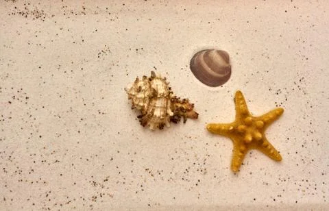 Seashell and starfish at the beach Stock Photos