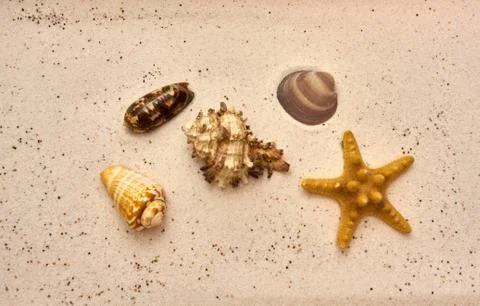 Seashell and starfish at the beach Stock Photos