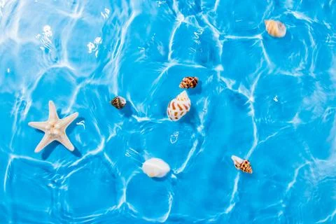 Seashell and Starfish on Sandy Beach Summer Scene 写真素材