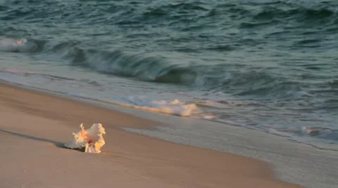 Seashell And Surf Stock Footage 10871075