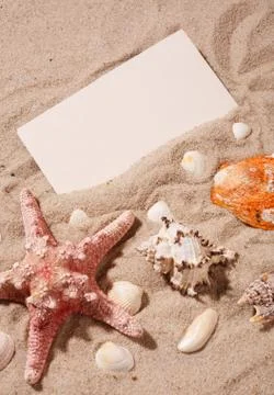 Seashell and various types of seashells on the beach sand. Summer photo. Plac Stock Photos