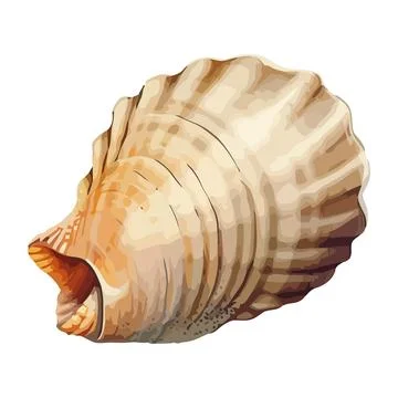 Seashell animal shells in decoration design Stock Illustration
